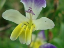 Sparaxis villosa flowering